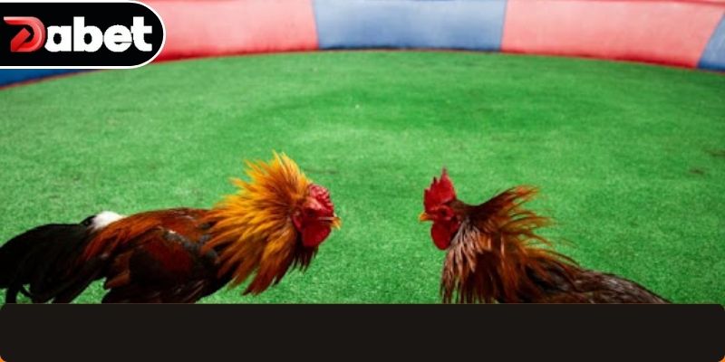 Hướng dẫn chọn phòng đá gà chuẩn cho tân thủ