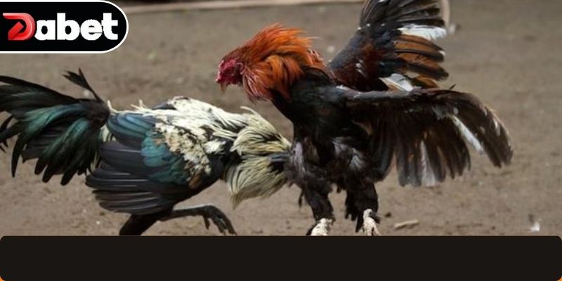 Các bước tham gia cược gà đơn giản nhất