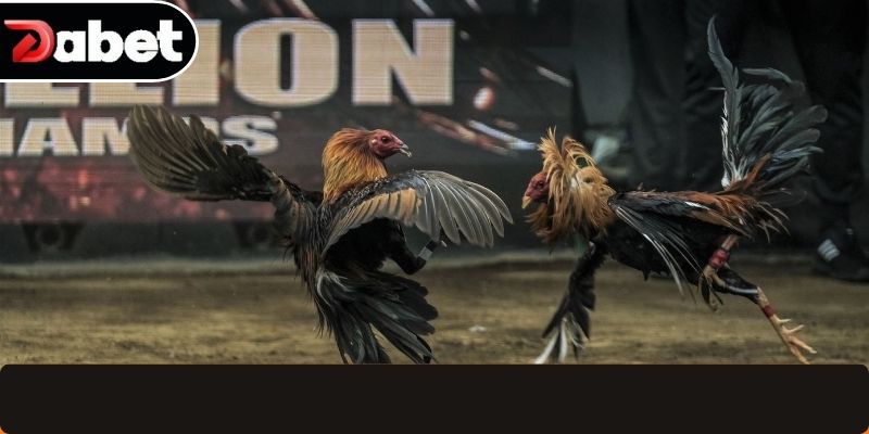 Chia sẻ kinh nghiệm cược gà từ cao thủ