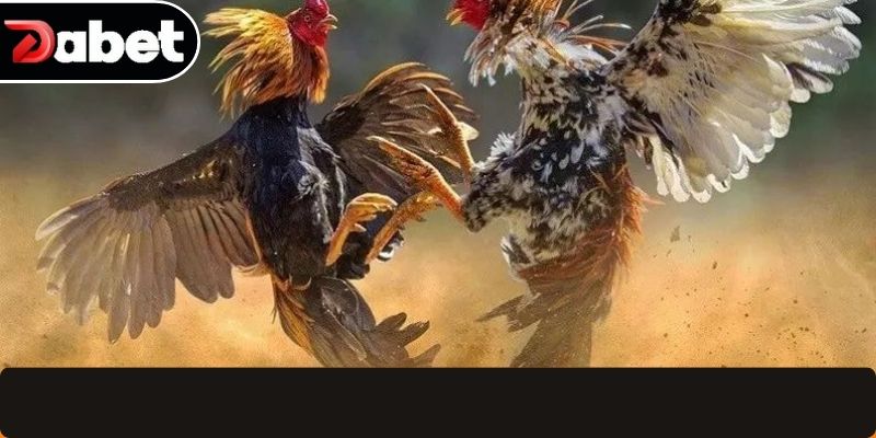 Tổng quan đá gà trực tuyến và cách vận hành