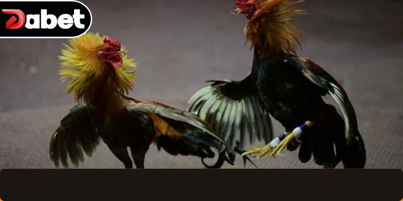 Bí quyết cược hiệu quả cho người tham gia